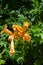 Close-up of Trumpet Vine Flowers, Hummingbird Vine, Campsis Radicans, Nature, Macro