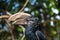 Close up of a Trumpeter Hornbill.