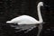 A close up of a Trumpeter Swan