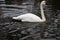 A close up of a Trumpeter Swan