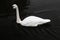 A close up of a Trumpeter Swan