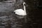 A close up of a Trumpeter Swan