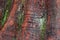 Close Up of the Trunk of a Giant Redwood Tree With Lichen and Moss Growing on the Bark