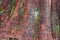 Close Up of the Trunk of a Giant Redwood Tree With Moss and Lichen Growing on the Bark