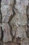 Close Up of the Trunk of a Loblolly Pine Tree With Lichen