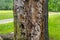 Close-up of the trunk of an old tree. A sick tree.