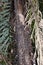 Close up of the trunk of a Palm tree covered in long, sharp spikes in the Amazon Rainforest of Peru