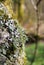 Close up of the trunk of a silver birch tree with cracked bark covered in different kinds off colorful lichens and mosses