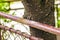 Close up of trunk of a tree damaged by metal fence