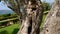 Close-up of the trunk of a tree of olives. Olive groves and gard