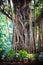 Close-up of trunk of Tree root of Indian Rubber Banyan Tree