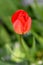 Close up of a tulip in Austria
