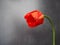 Close-up of Tulip flower on grey background.