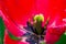 Close up of tulip flower pistil and stamens