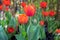 Close-up of tulips grown at dutch village