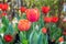 Close-up of tulips grown at dutch village