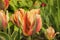 Close up Tulips pale orange in garden blooming