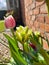 Close up of tulips on a sunny day