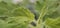 Close up Tulsi or Basil Plant Leaf
