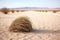 close-up of a tumbleweed rolling across desert sand