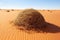 close-up of a tumbleweed rolling across desert sand