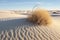close-up of tumbleweed rolling across sand dunes