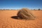 close-up of tumbleweed rolling on sandy desert ground