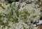 Close-up of the tundra plants and lichens