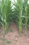 Close up of the tunnel between parallel rows of corn maize, Zea mays