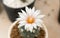 Close up  Turbinicarpus with flower, desert plant with flower, desert plant