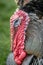 Close up of a turkey