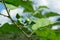 Close up of Turkey berry, Wild eggplant, Pea eggplant or Solanum torvum bunch on tree