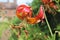 Close up of a turks head lily