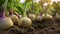 Close up of turnip vegetables plant in plantation