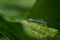 Close up of Turquoise blue damselfly on green leaf