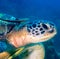 Close up of a turtle with 2 remora