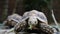 Close up of turtle feeding.