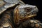 A close-up of a turtle\\\'s weathered shell