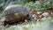 close up turtle slowly and carefully looked out of its shell outdoors in wild. tortoise crosses ground road into the