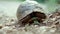close up turtle slowly and carefully looked out of its shell outdoors in wild. tortoise crosses ground road into the