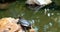 Close-up turtle standing on the stone near the pond in wildlife