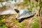 A close up of a turtle sunning by the Catawba river.