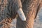 Close-up of tusk of African elephant in Northern Namibia