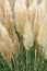 Close-up of a tussock of pampas grass