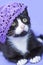 Close up Tuxedo Kitten wearing a purple hat, purple background
