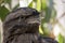 This is a close up of a twany frogmouth