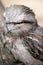 this is a close up of a twany frogmouth