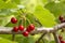 Close up of a twig with fresh juicy cherries. Shallow depth of focus. Concept farming