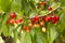 Close up of a twig with fresh juicy cherries. Shallow depth of focus. Concept farming