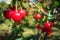 Close up of a twig with fresh red juicy cherries.